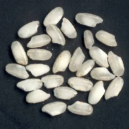 Riz arborio