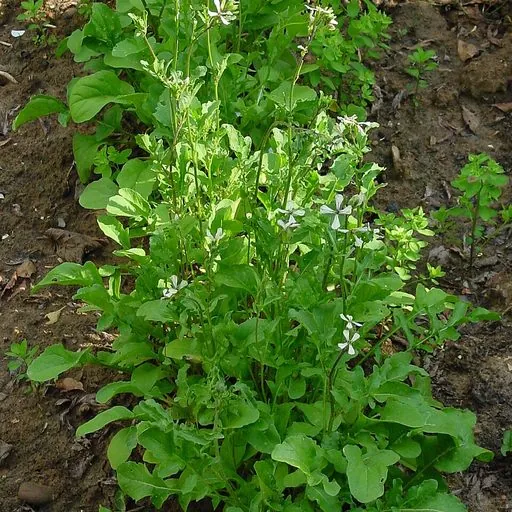 Roquette