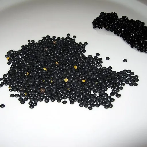 Lentille beluga