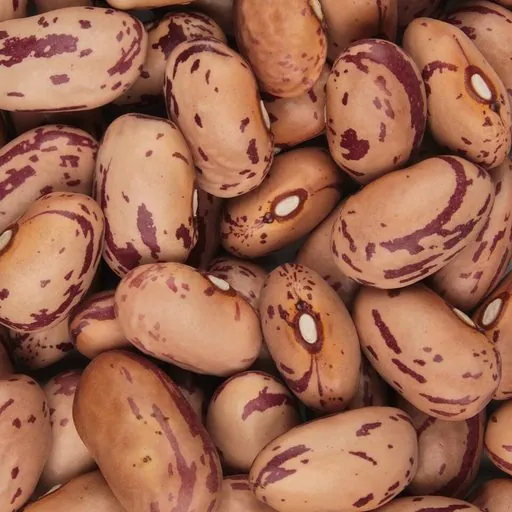 Haricot borlotti