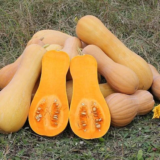 Courge butternut