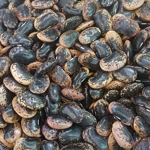 Haricot cannellini