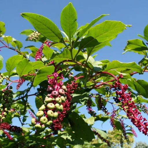 Piment de Cayenne