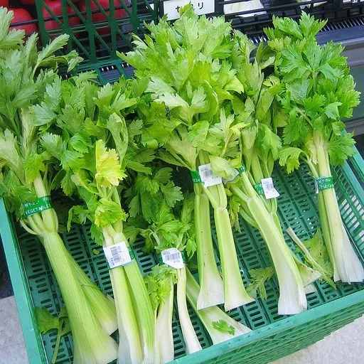 Céleri