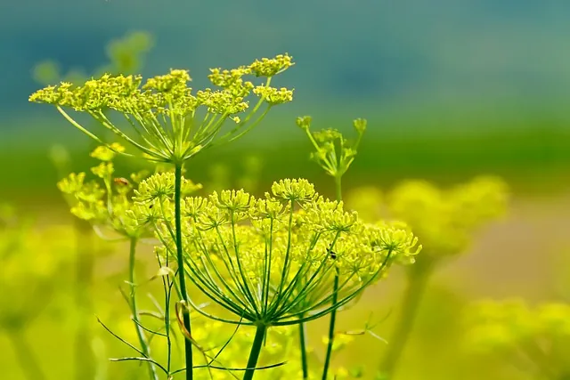 Fanes de fenouil