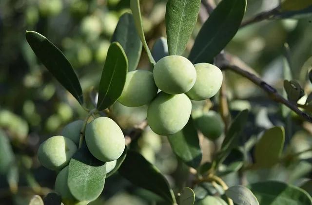 Olive verte