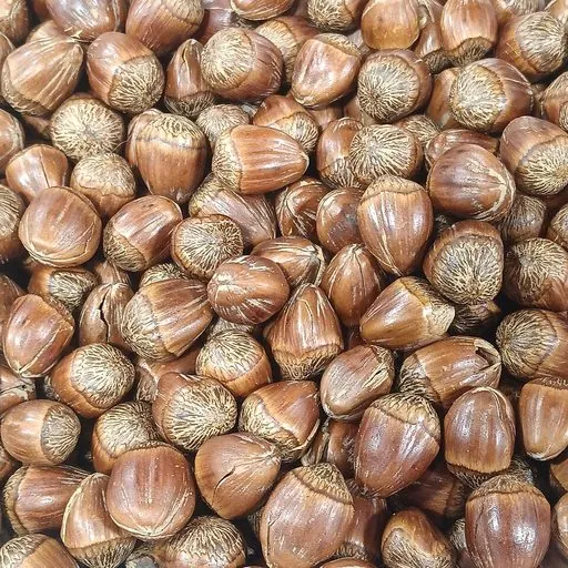 Noisette