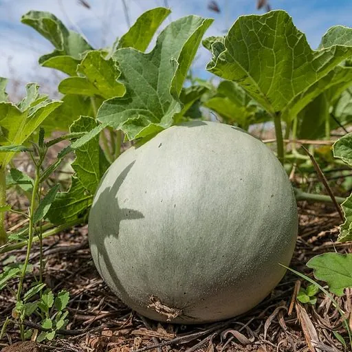 Melon