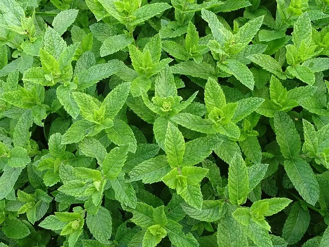 Menthe
