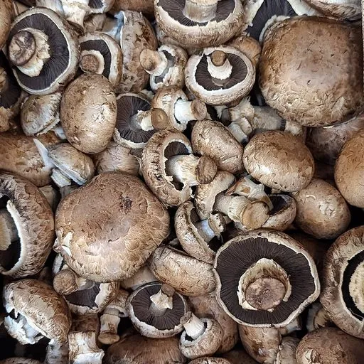 Champignon de Paris