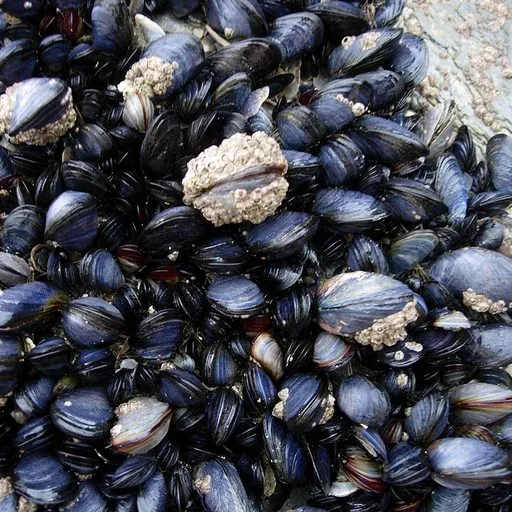Moule