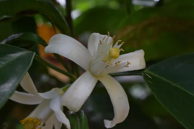 Eau de fleur d'oranger