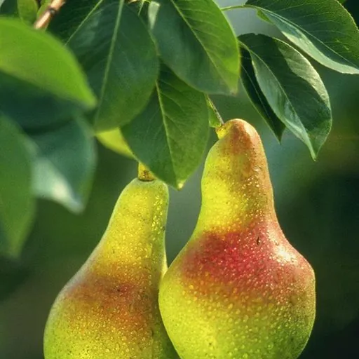 Poire