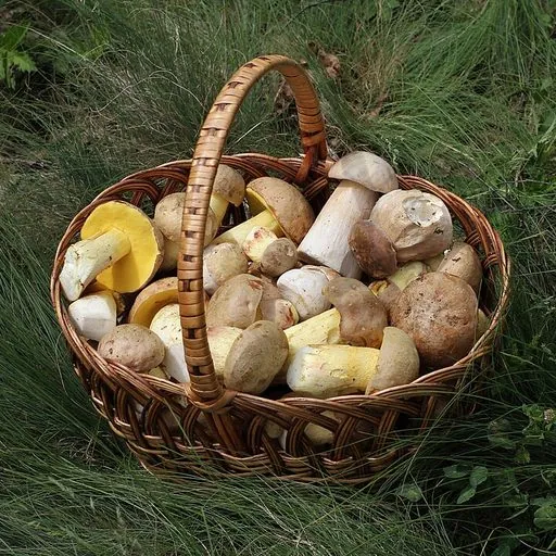 Cèpe