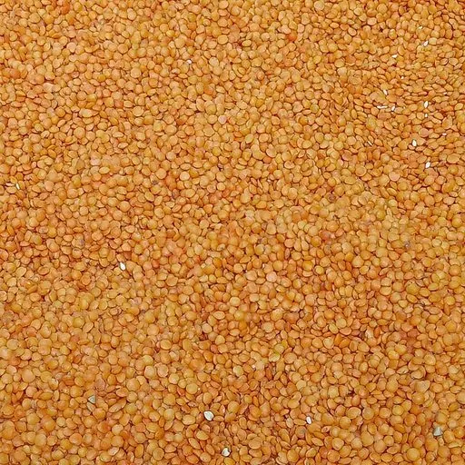 Lentille corail