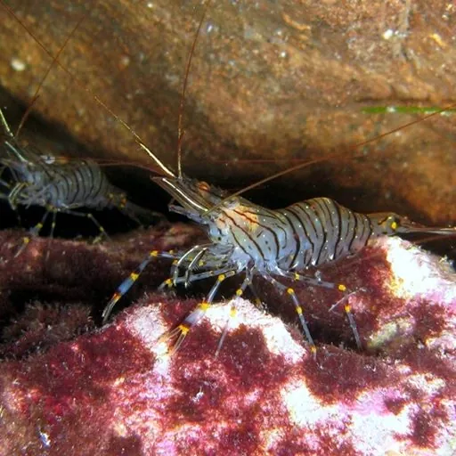 Crevette