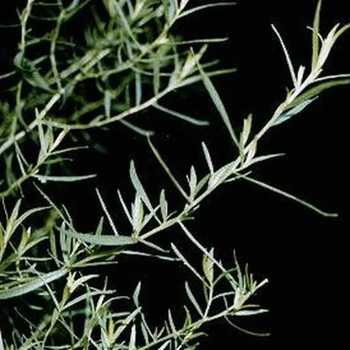 Estragon
