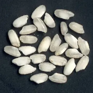 Riz arborio