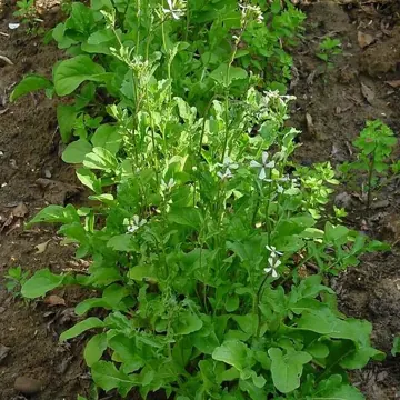 Roquette