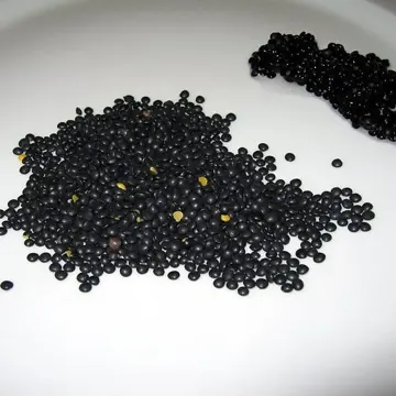 Lentille beluga