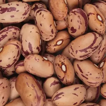 Haricot borlotti