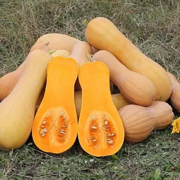 Courge butternut
