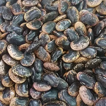 Haricot cannellini