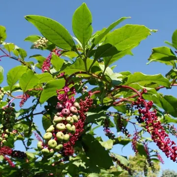 Piment de Cayenne
