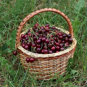 Cerise