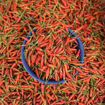 Piment