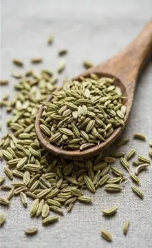 Graine de fenouil