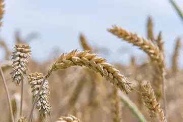 Freekeh