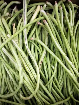 Haricot vert