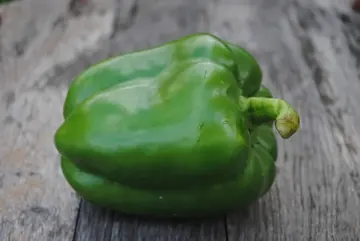 Poivron vert