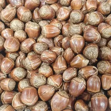 Noisette