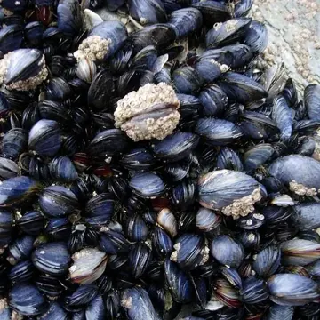 Moule