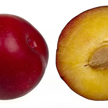 Prune