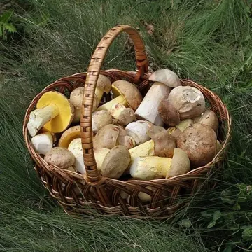 Cèpe