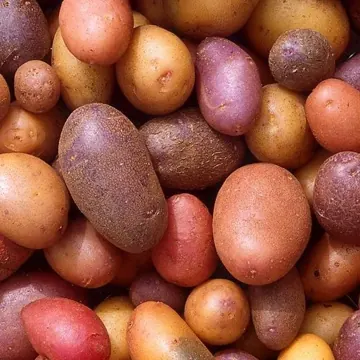 Pomme de terre