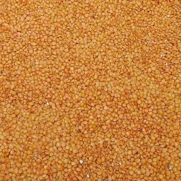Lentille corail