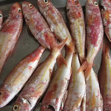 Rouget