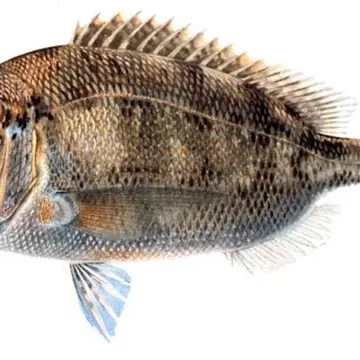 Dorade