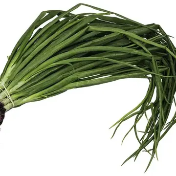 Oignon nouveau